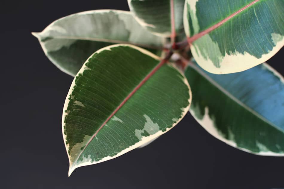 rubber plant close up