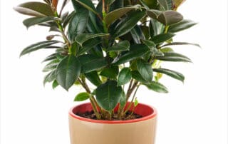 rubber plant ficus elastica