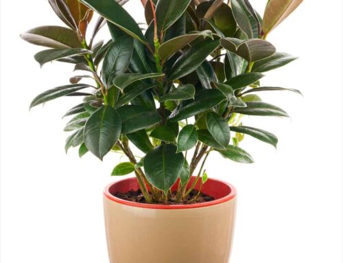 Rubber Plant