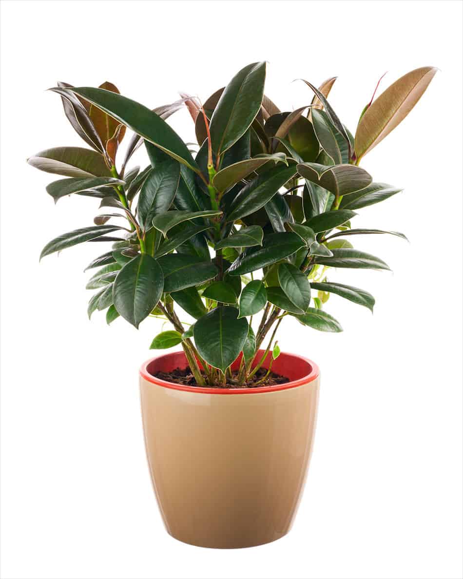 rubber plant ficus elastica