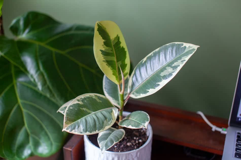 rubber plant houseplant