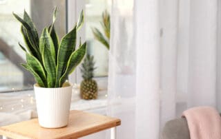 snake plant sansevieria