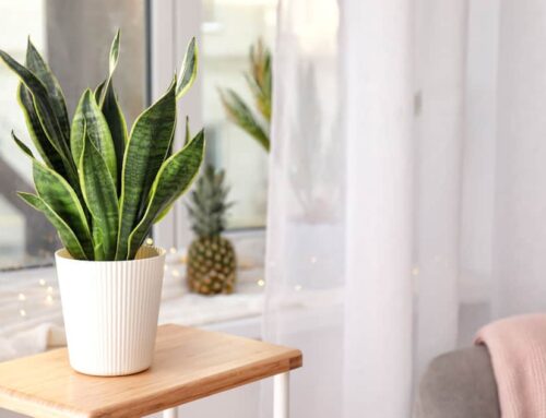 Snake Plant