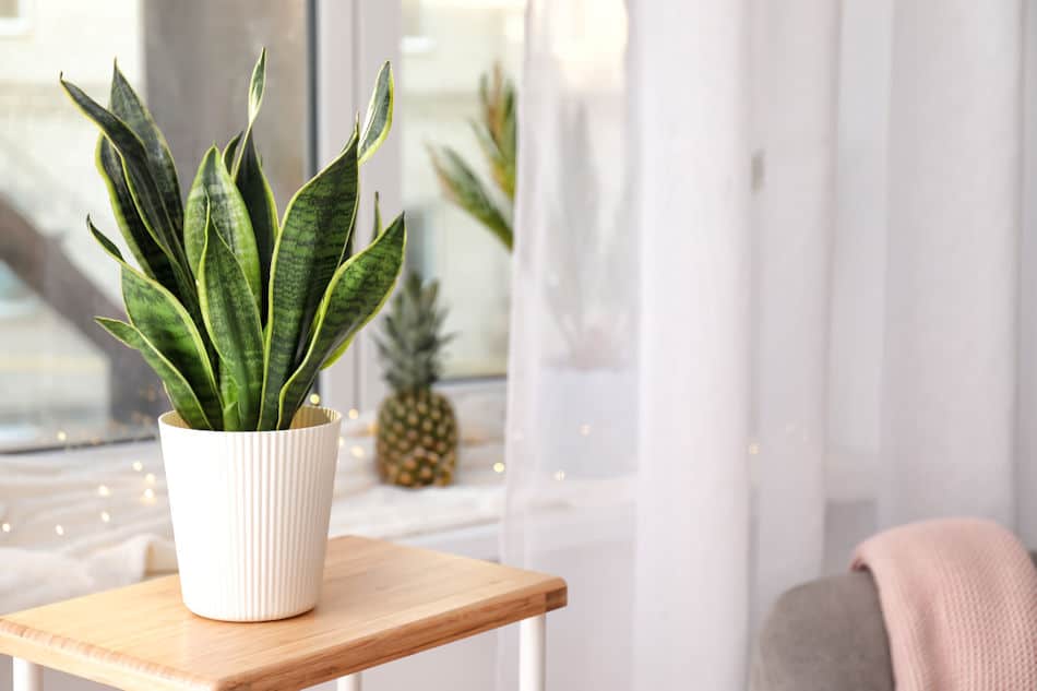 snake plant sansevieria