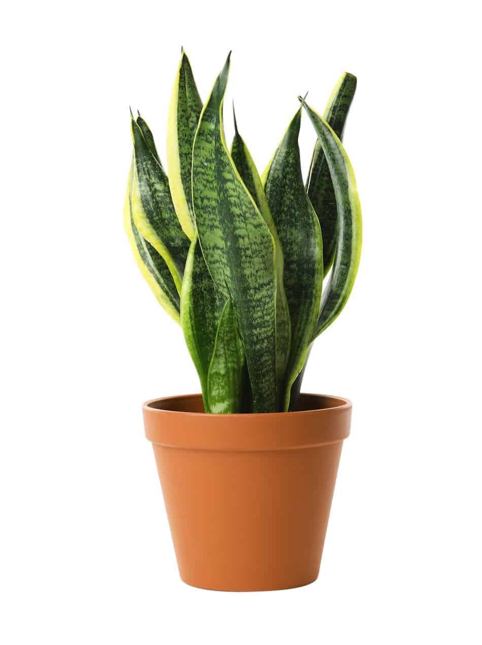 Snake Plant