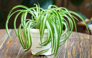 spider plant chlorophytum