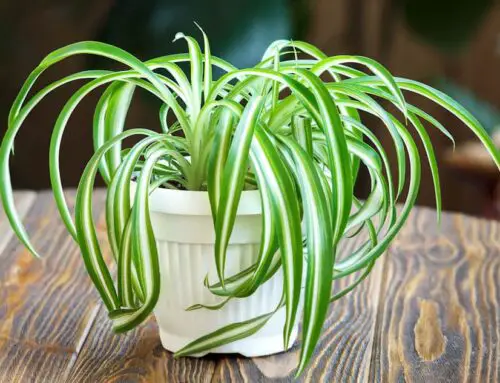 Spider Plant