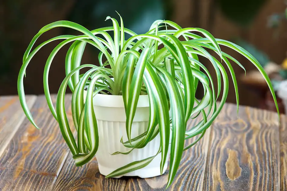 spider plant chlorophytum