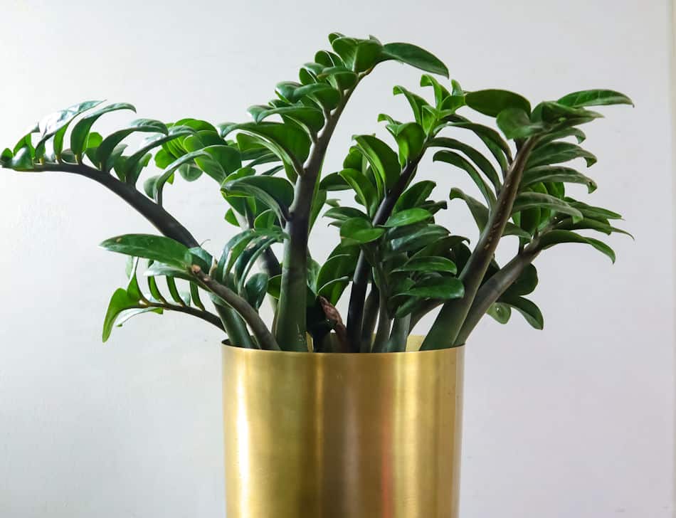 zz houseplant in a container