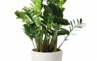 zz plant in a vase