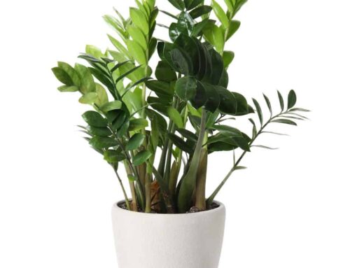 ZZ Plant