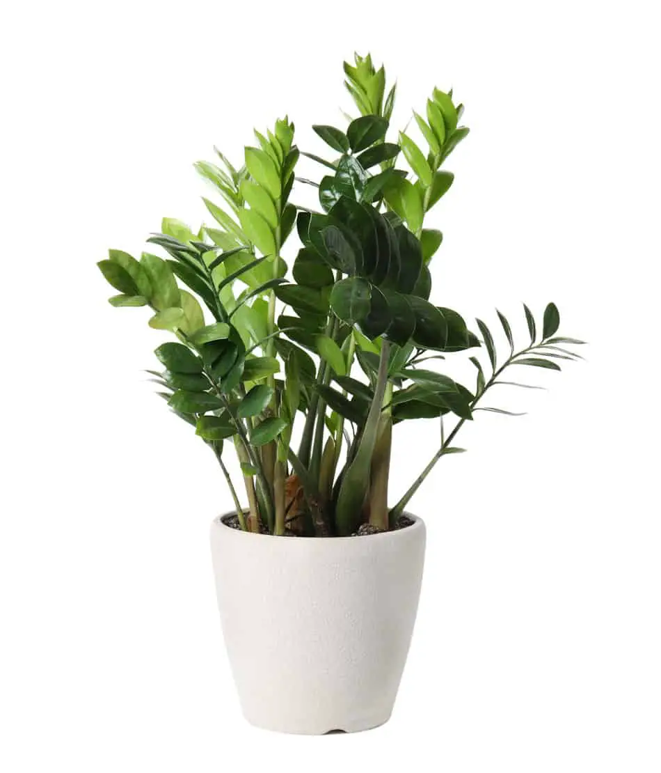 zz plant in a vase