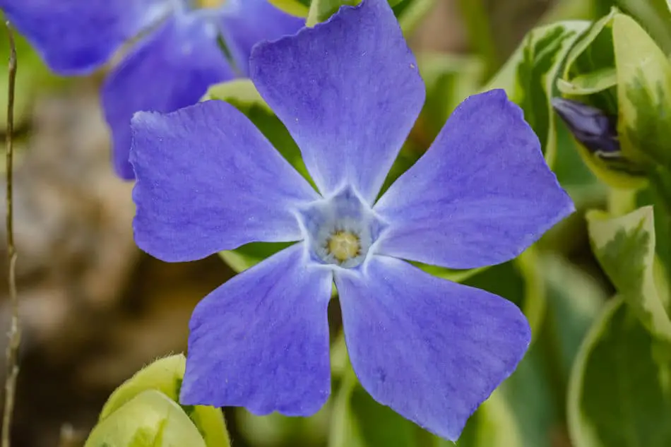 Close-up of a Periwinkle Flower