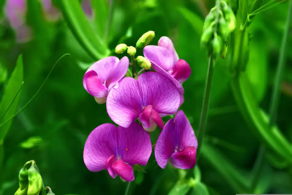 Purple Sweet Pea Flower