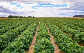 Picture of Crops in a Field on a Farm - When Does Gardening Become Farming