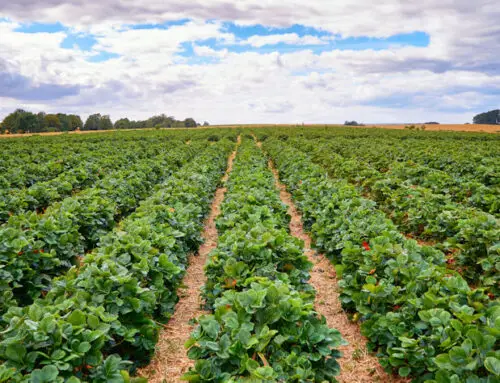 When Does Gardening Become Farming