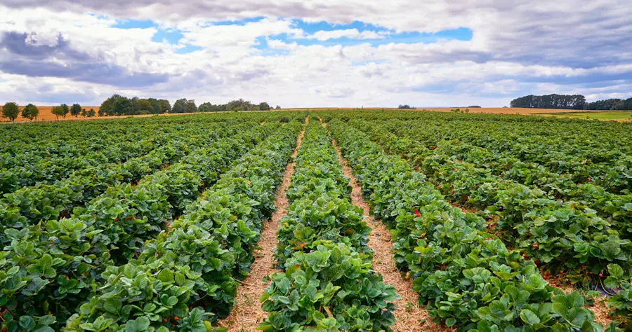 Picture of Crops in a Field on a Farm - When Does Gardening Become Farming